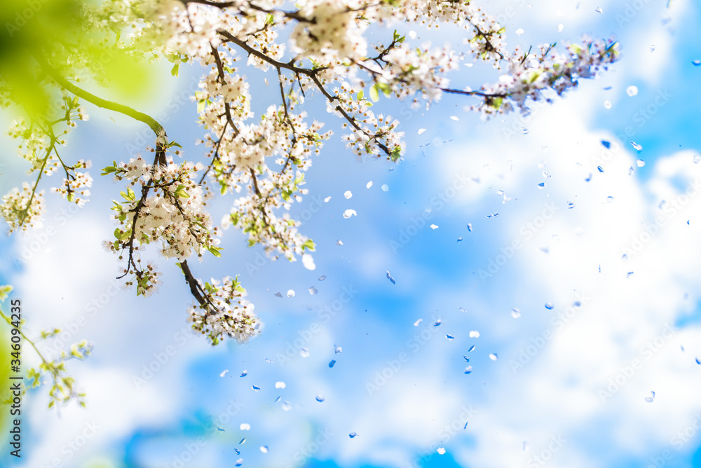 Flowering white cherry. Tender spring card. Fresh spring nature, Blue sky with clouds. Flower petals falling like snow.