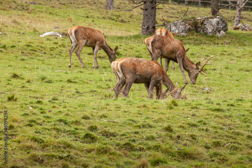 A group of young deers in a green alpine pasture  © TPhotography