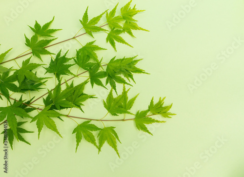Free green leaves branch isolated on green background