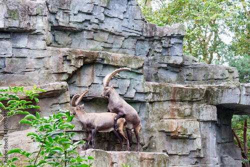 Two Alpine Ibexes engage playfully on a rocky outcrop, surrounded by lush greenery in their natural habitat in Amsterdam photo