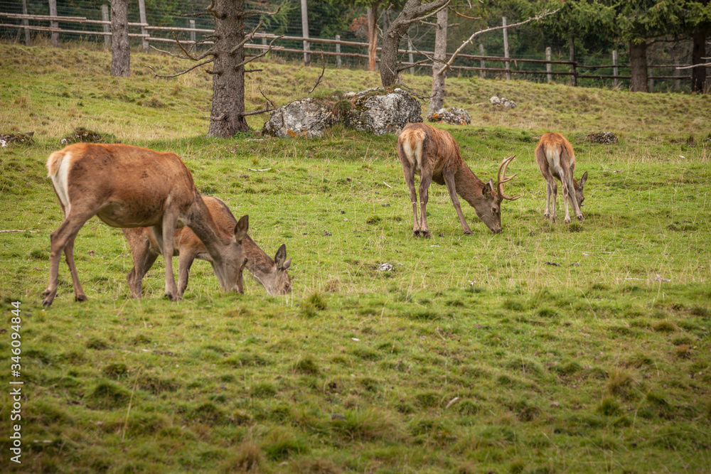 A group of young deers in a green alpine pasture;