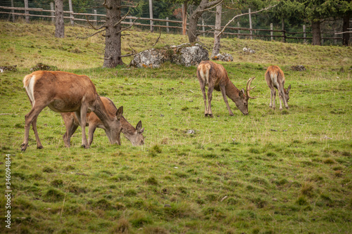 A group of young deers in a green alpine pasture;