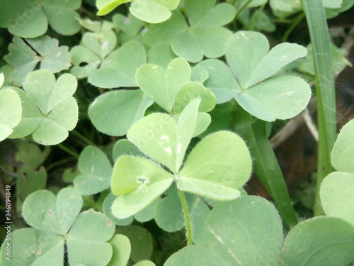 green leaves background