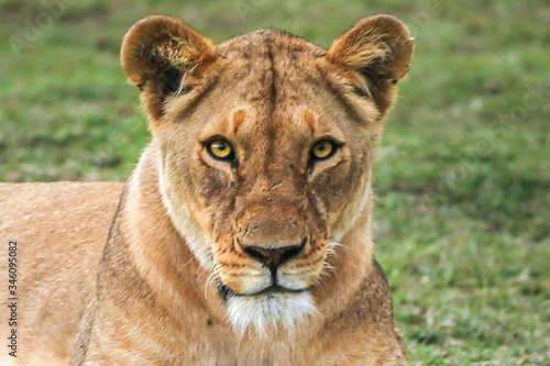 The lioness resting, lying on the grass photo
