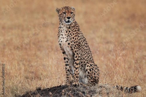 The cheetah sits on a hillock on the background of the yellowed grass