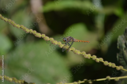 A beautiful dragonfly sitting on a grass © sovitraj