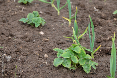 Strawberry seedlings ready to grow in garden