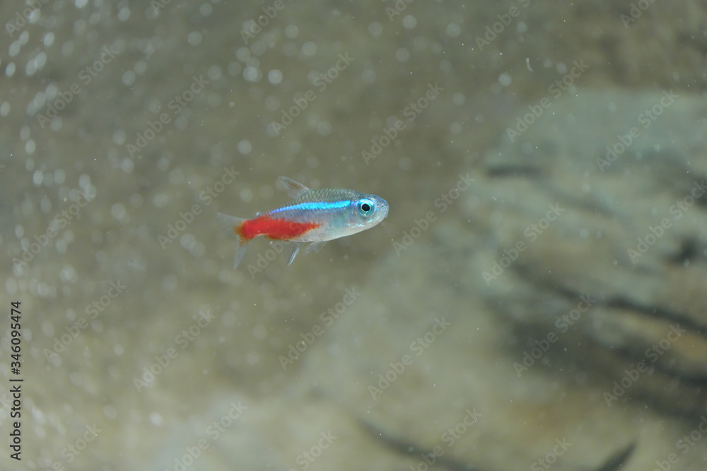 Naklejka premium 水槽の中で優雅に泳ぐネオンテトラ