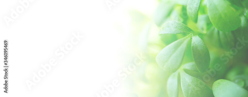 Banner with blurred green leafs, Copy space.