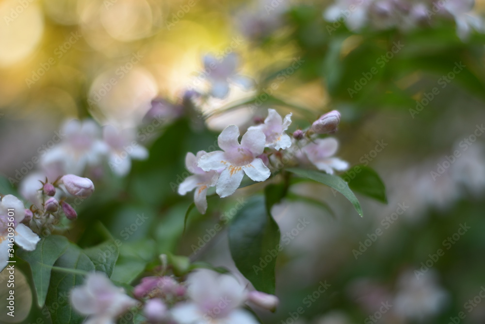 Fototapeta premium Blühende Kolkwitzie (Kolkwitzia amabilis) 