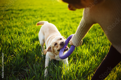 Cheerful and happy dog labrador retriever plays with his young woman owner on a green field on the sunset at spring. The dog holds his purple toy circle in his teeth. Active pet concept.