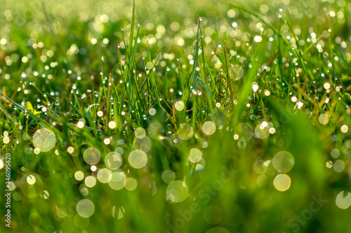 Morning dew on green grass close-up. The front and background are blurry. Macro shot in the morning sun.