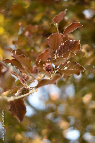 Blutbuche (Fagus sylvatica f. purpurea) im Frühjahr