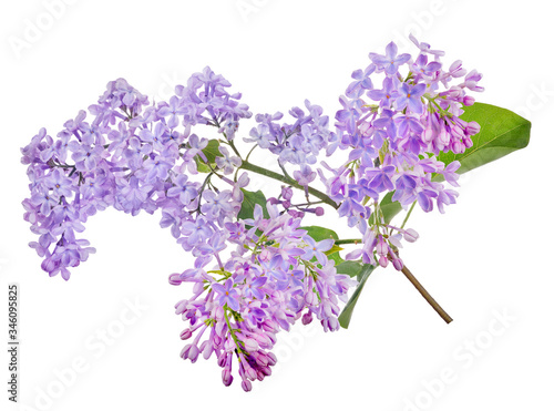 isolated light blue lilac lush blooms