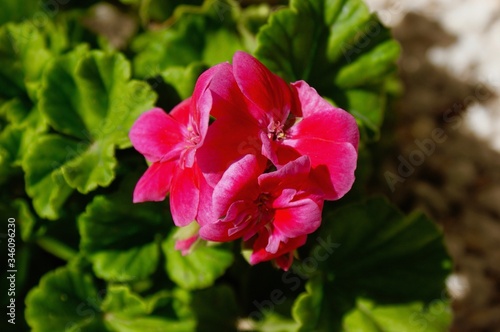 Pink Geranium