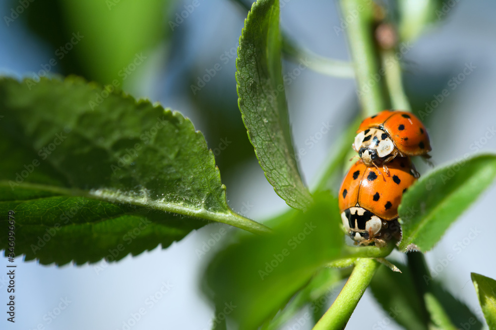 Two orange ladybirds copulating on a plant among leaves Two orange ladybirds copulating on a plant among leaves