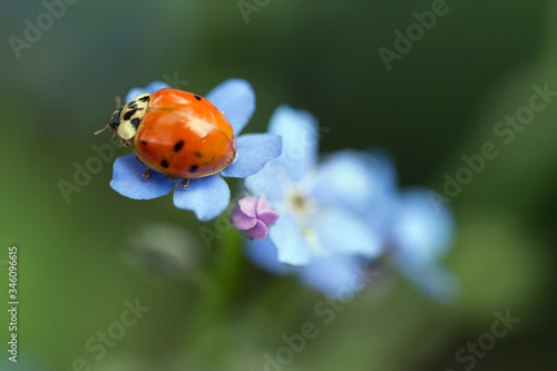 Ladybird on a forget-me-not flower © dorotaemiliac