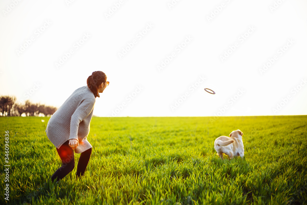 Cheerful and happy dog labrador retriever plays with his young woman owner on a green field on the sunset at spring. The dog lookis and plays with his purple toy circle. Active pet concept.