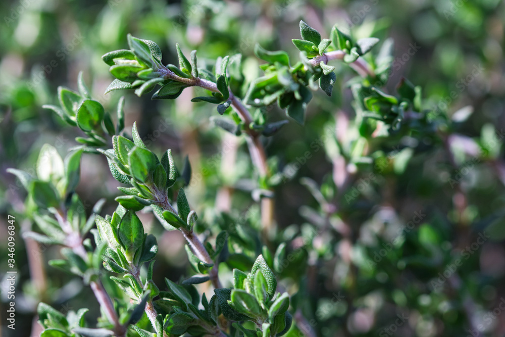 Fresh Thyme herb plant close up, aromatic perennial evergreen spice growing in the spring garden, small green leaves and pale red stems