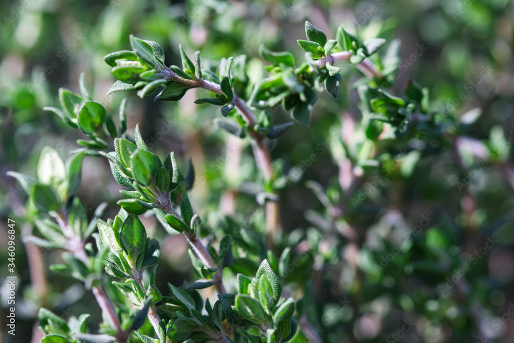 Fresh Thyme herb plant close up, aromatic perennial evergreen spice growing in the spring garden, small green leaves and pale red stems Fresh Thyme herb plant close up, aromatic perennial evergreen spice growing in the spring garden, small green leaves and pale red stems