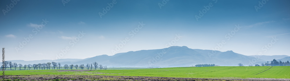 A line of trees on a green meadow with misty hills in the background. Beautiful countryside of Scotland.