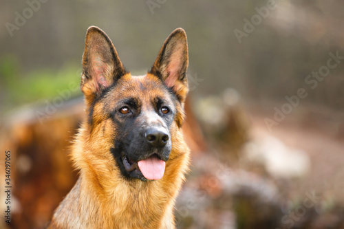 Portrait of a German shepherd in a park. Purebred dog.