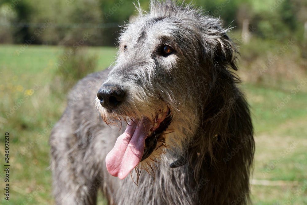 Fototapeta premium Irischer Wolfshund