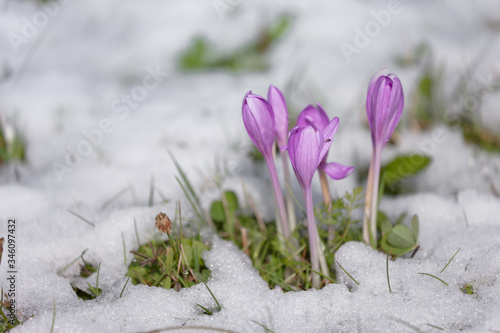 crocus in a wide green pasture in Dolomites