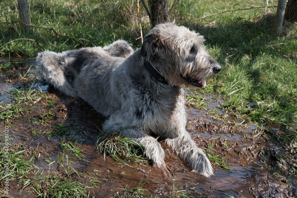 Irischer Wolfshund Irischer Wolfshund