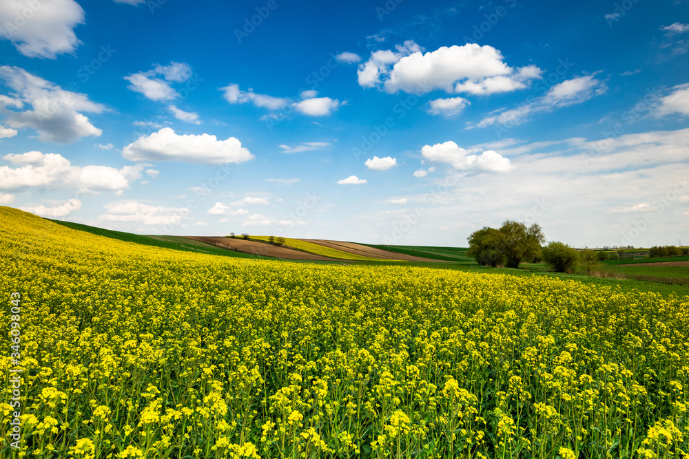 Obraz premium Picturesque Countryside Landscape. Blooming Rapeseed or Canola Fields,Green Rows and Trees
