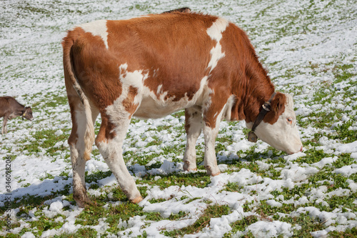 A brown alpine cow in a green pasture covered with snow in Dolomites area photo