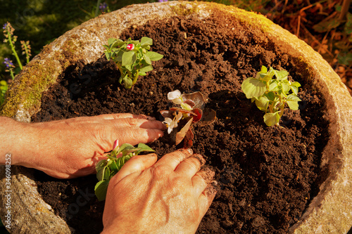 Man planting a begonia and impatiens bedding plant flower in a stone pot planter.  Gardening chore concept