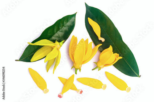  Yellow aroma flower Ylang Ylang or Ilang ilang (Cananga odorata). Fragrance flower for extract aromatherapy essential oil. photo