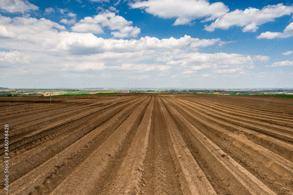 Agriculture Fields with Rows on Potato Plantation