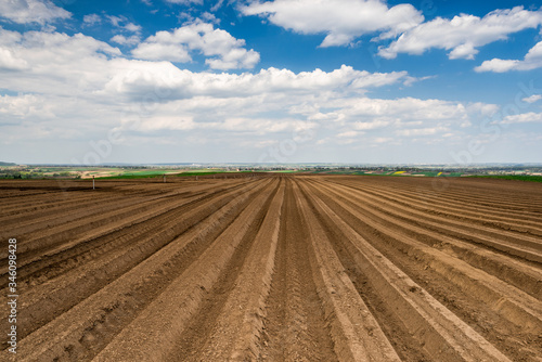 Agriculture Fields with Rows on Potato Plantation