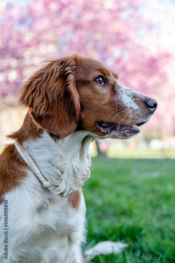 Adorable cute welsh springer spaniel in spring, active happy healthy dog playing outside.