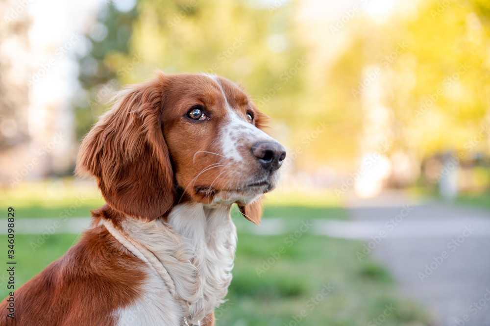 Adorable cute welsh springer spaniel in spring, active happy healthy dog playing outside.