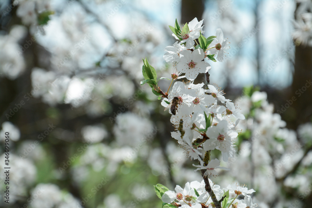 beautiful apple tree blossom in spring beautiful apple tree blossom in spring