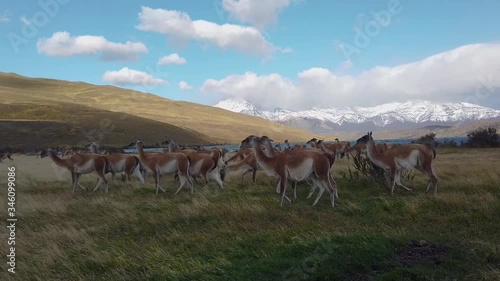 Wild llamas in patagonia. Wild llamas on a background of mountains photo