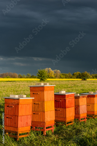 Row of Beehives Outdoor near Rapeseed or Canola Plantation. Beekeeping and Honey Productiom