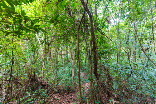 Nature walk pathway around green tree forest sun light