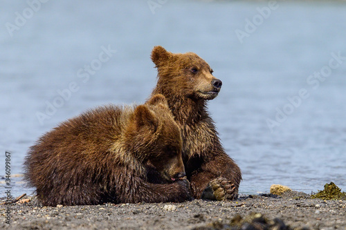 Rządząc krajobrazem, niedźwiedzie brunatne Kamczatki (Ursus arctos beringianus)