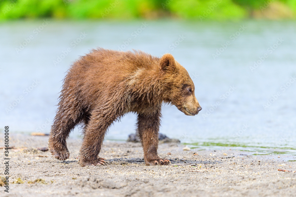 Fototapeta premium Ruling the landscape, brown bears of Kamchatka (Ursus arctos beringianus)