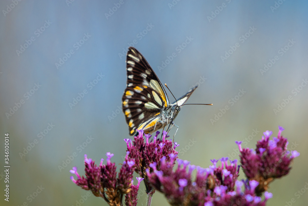 Fototapeta premium butterfly on purple flower
