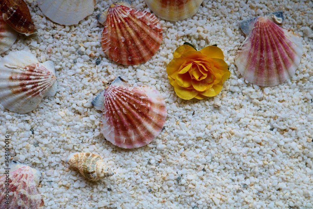 砂浜　貝　海辺　風景　イメージ