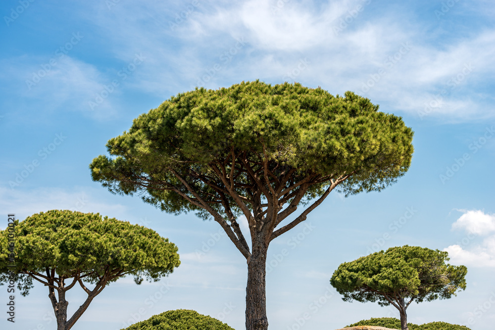 Group of maritime pines on blue sky with clouds, Mediterranean coast, Ostia antica, Rome, Italy, Europe