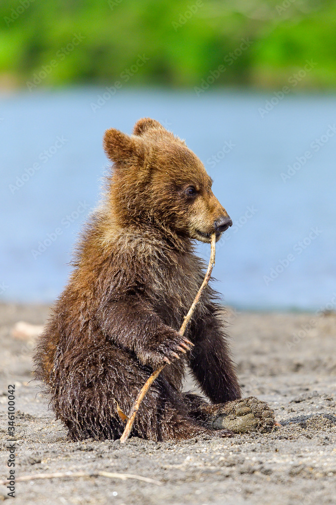 Obraz premium Ruling the landscape, brown bears of Kamchatka (Ursus arctos beringianus)