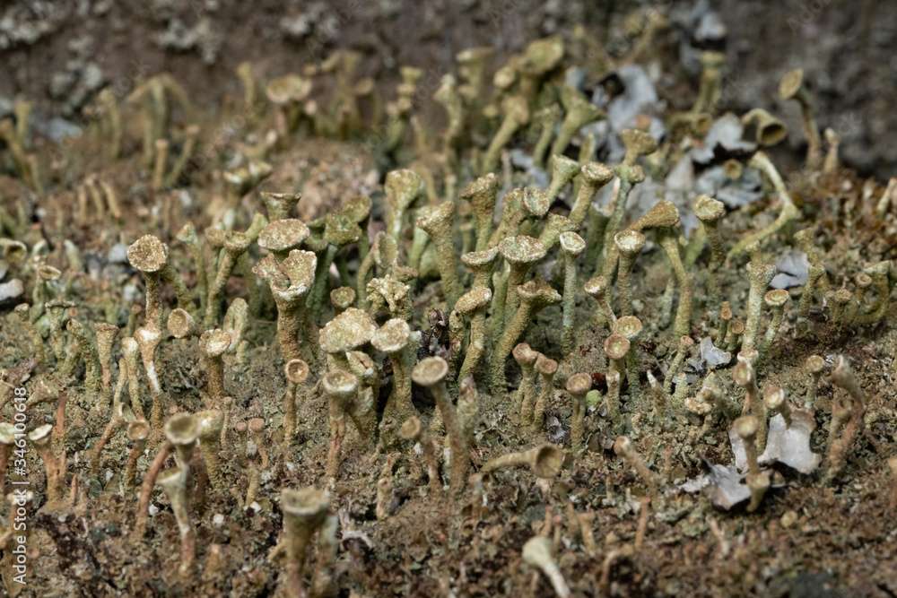 Obraz premium Trumpet pixie lichen (Cladonia fimbriata)