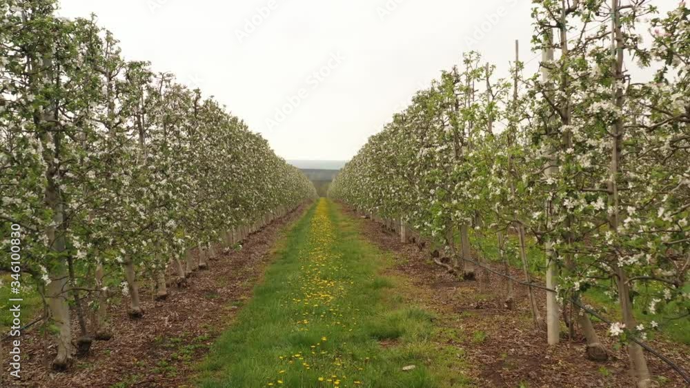 apple tree spraying with a tractor apple tree spraying with a tractor
