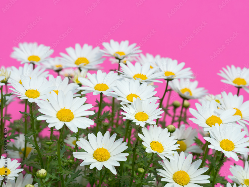 Obraz premium ノースポールの花 